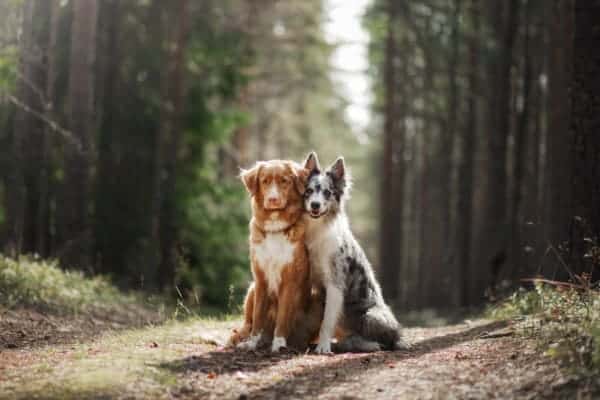 How do neutered dogs react to females in heat?