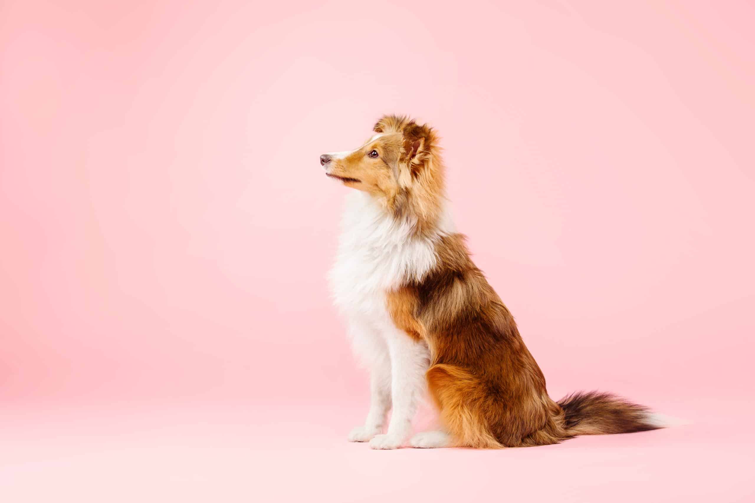 Shetland Sheepdog dog in the photo studio on pink background