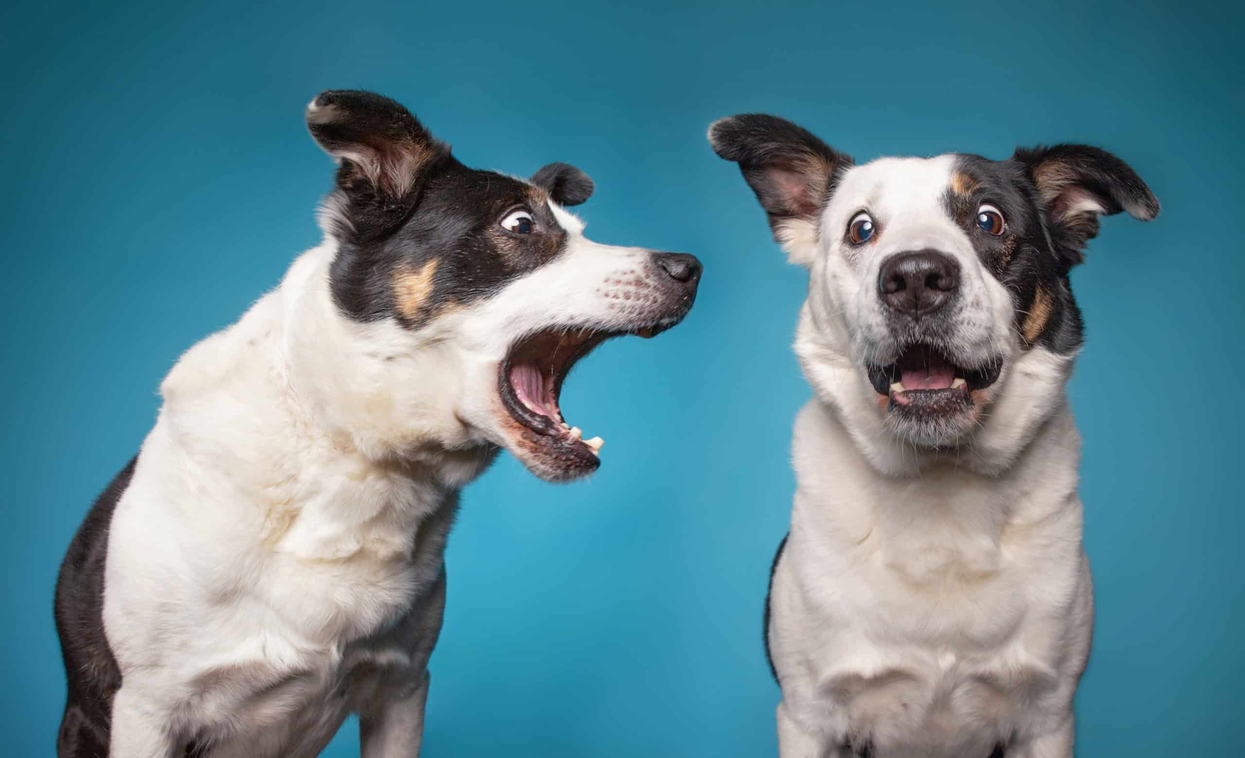 Do dogs learn bad habits from other dogs?