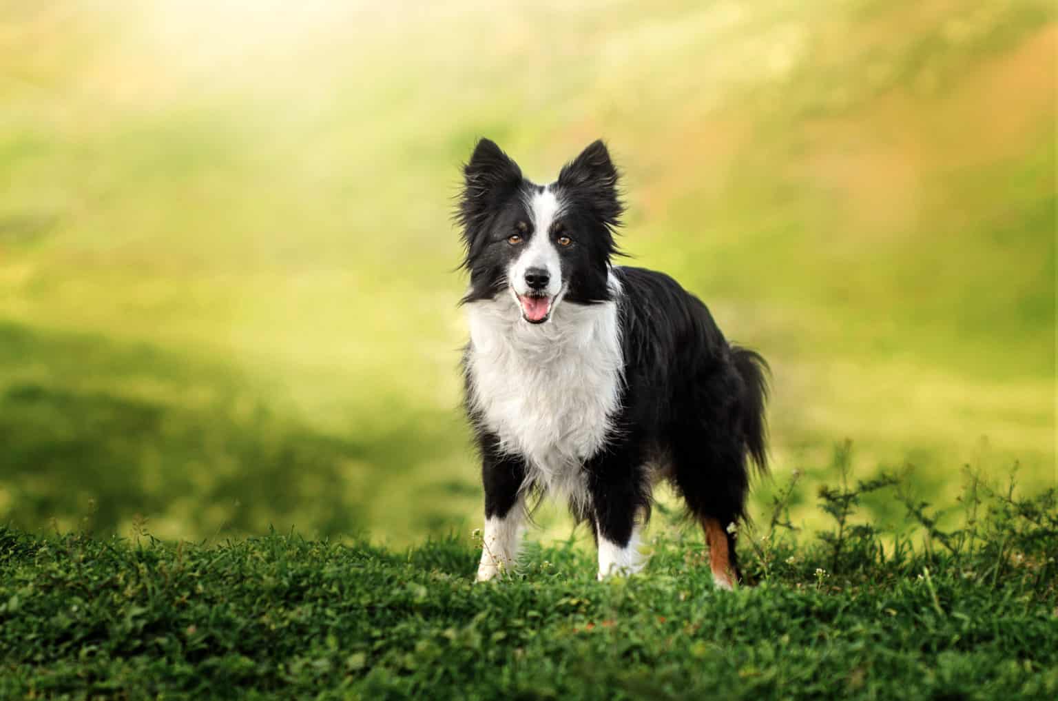 border collie dog spring portrait walking in green fields | Pet Dog Owner