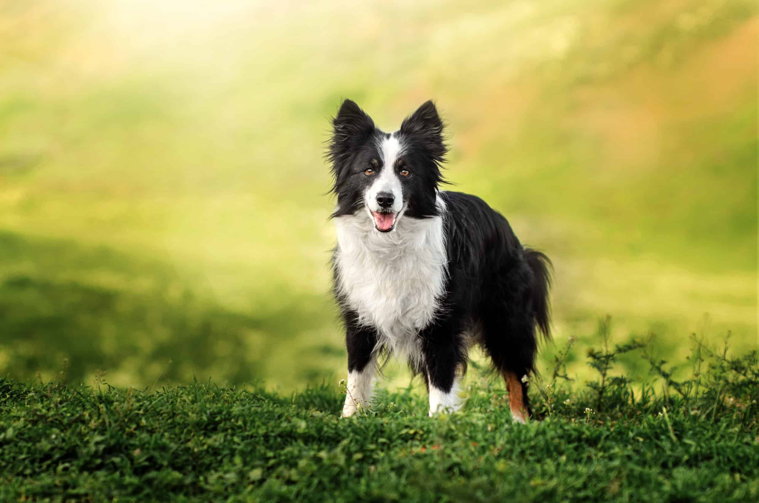 can bunny poop make dogs sick