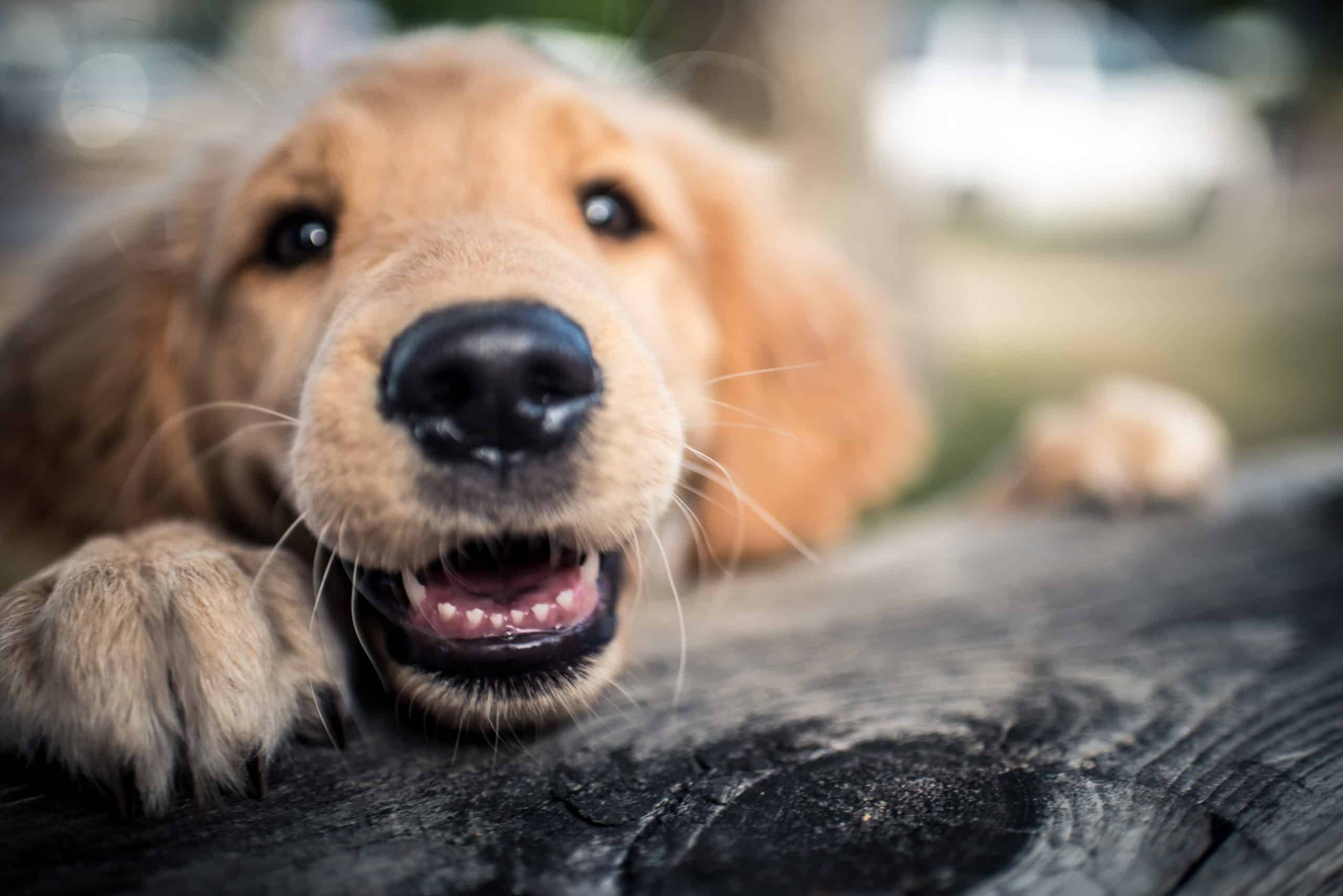 Should I pull my dog’s loose tooth?