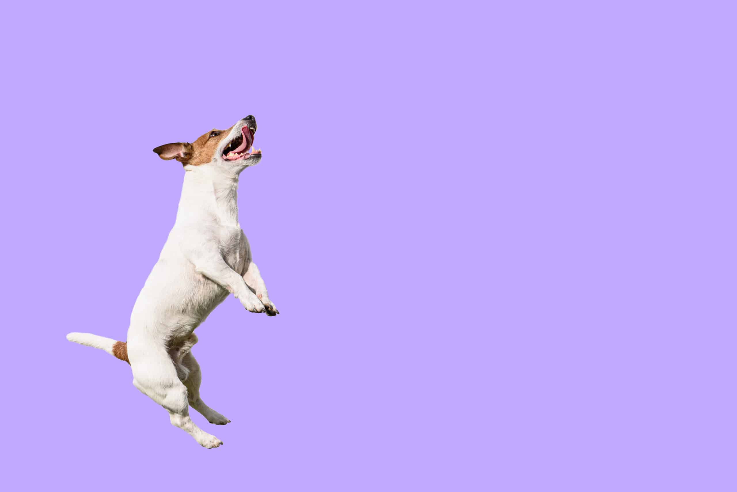 Active and agile dog jumping high on solid color purple background