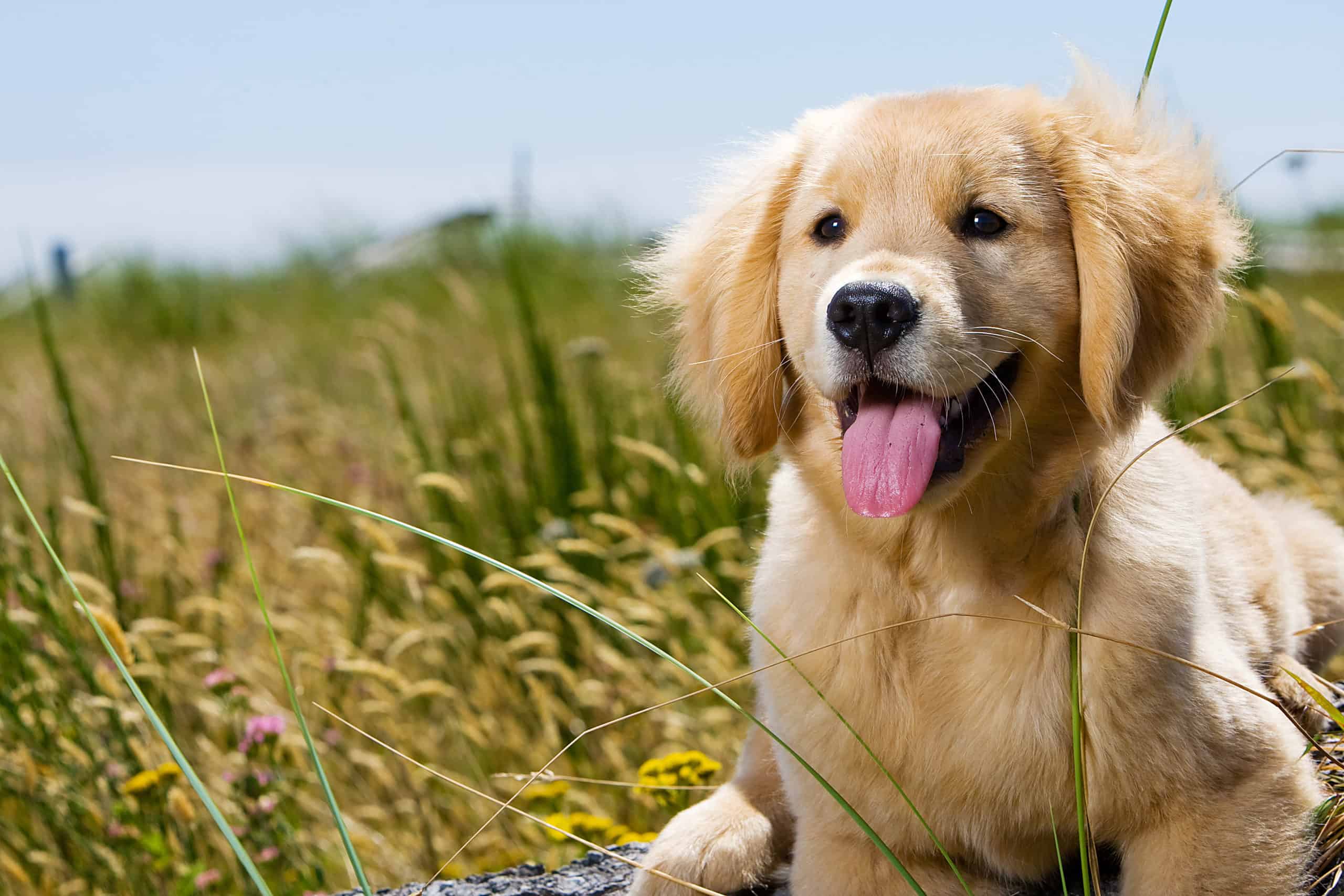 What does it mean when a dog keeps sticking out his tongue? (Panting, Licking Air)