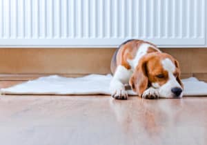 The dog has a rest on wooden to a floor near to a warm radiator