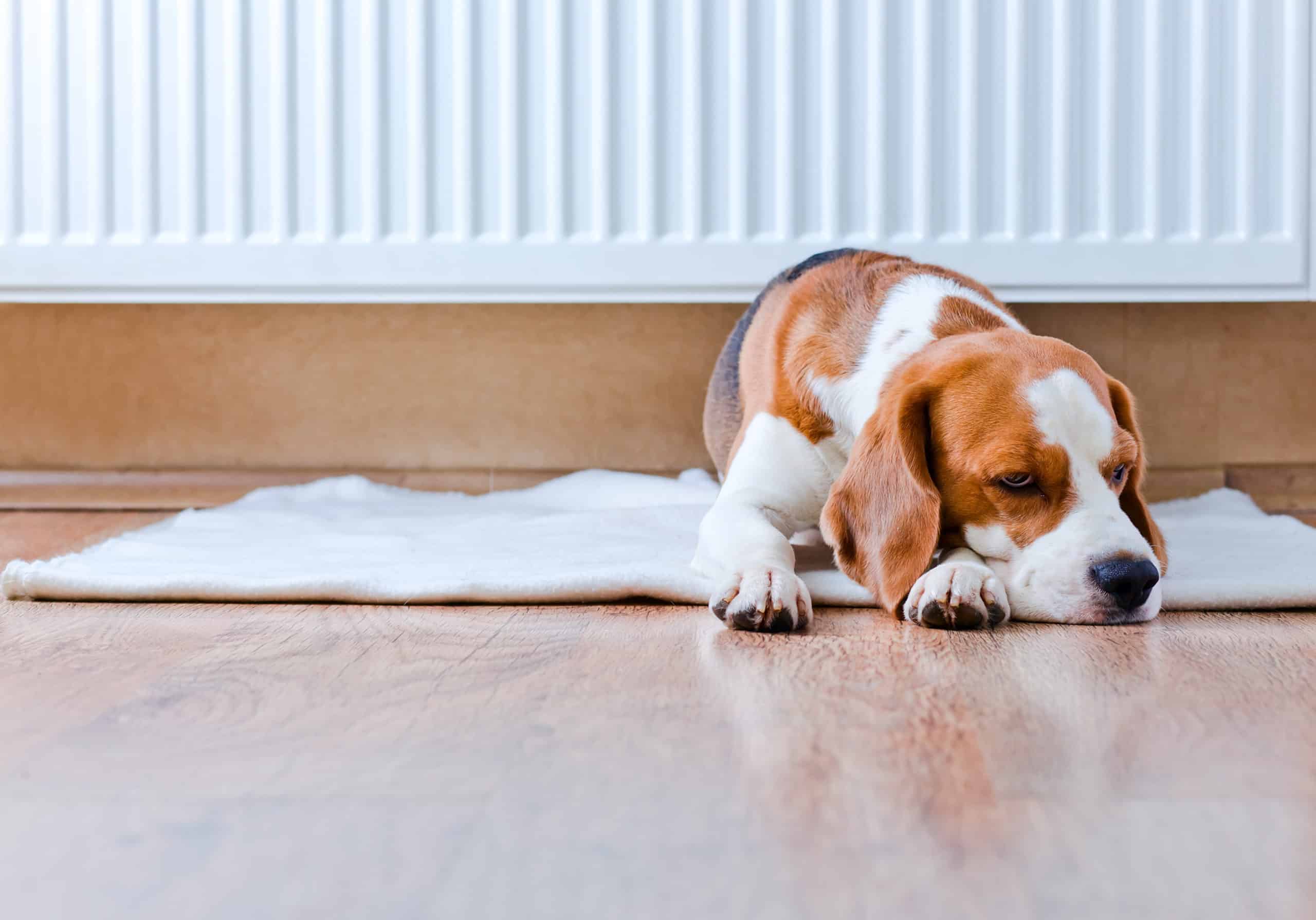 Do dogs get depressed after moving to a new home?