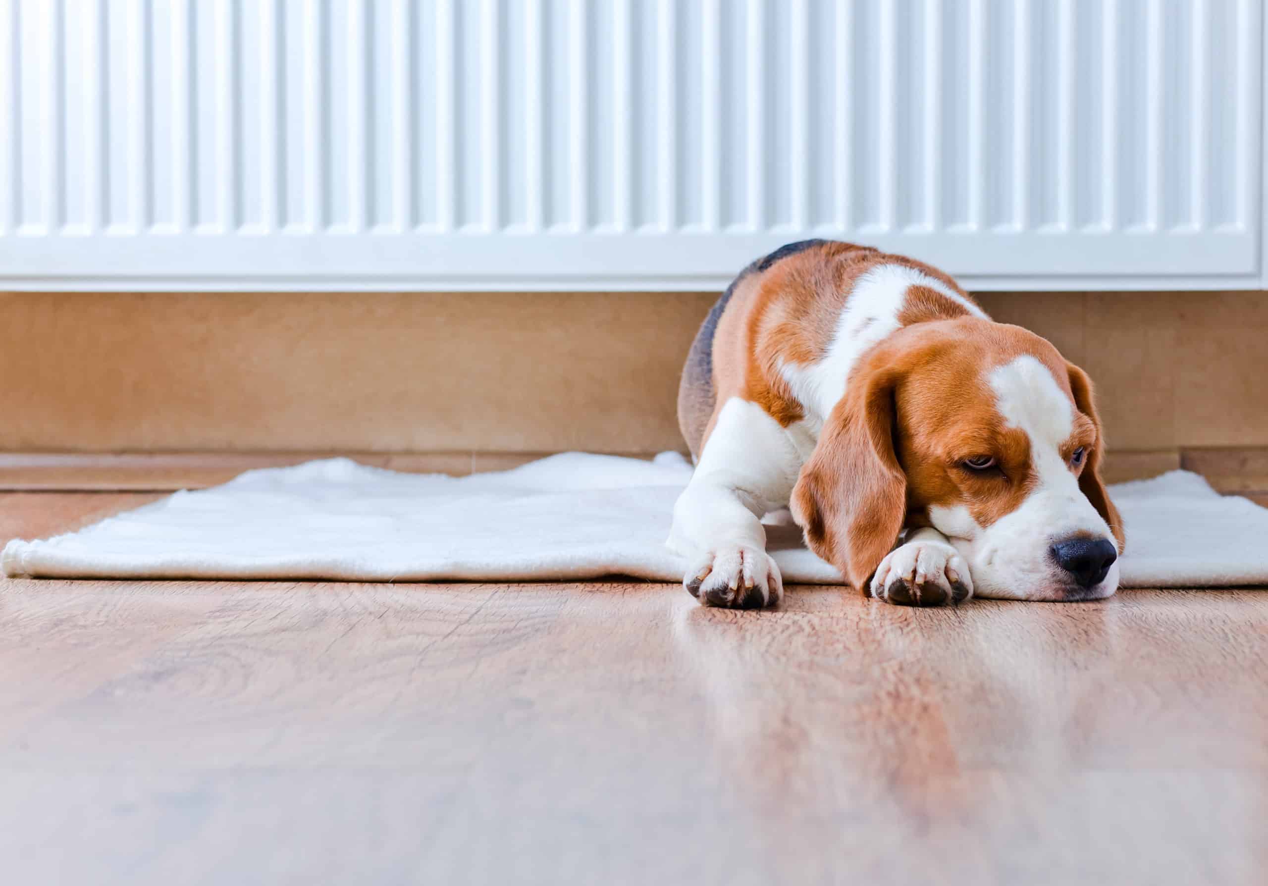 how long can a puppy hold a poop