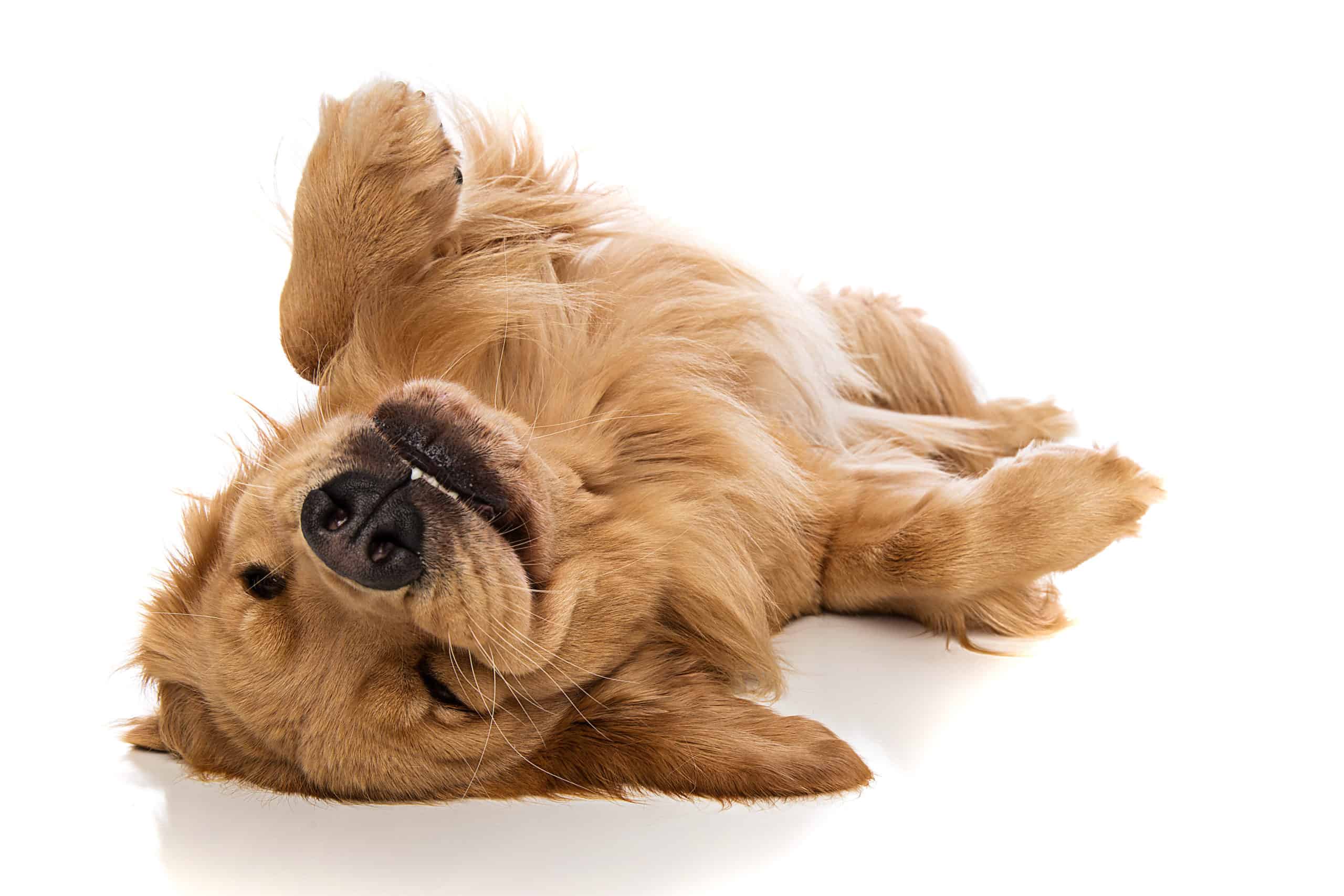 why-do-dogs-lie-on-their-backs-and-wiggle