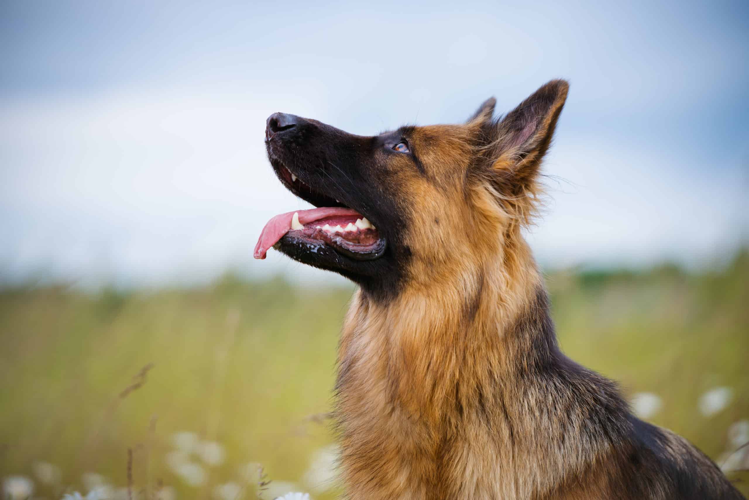 why-does-my-dog-keep-looking-up