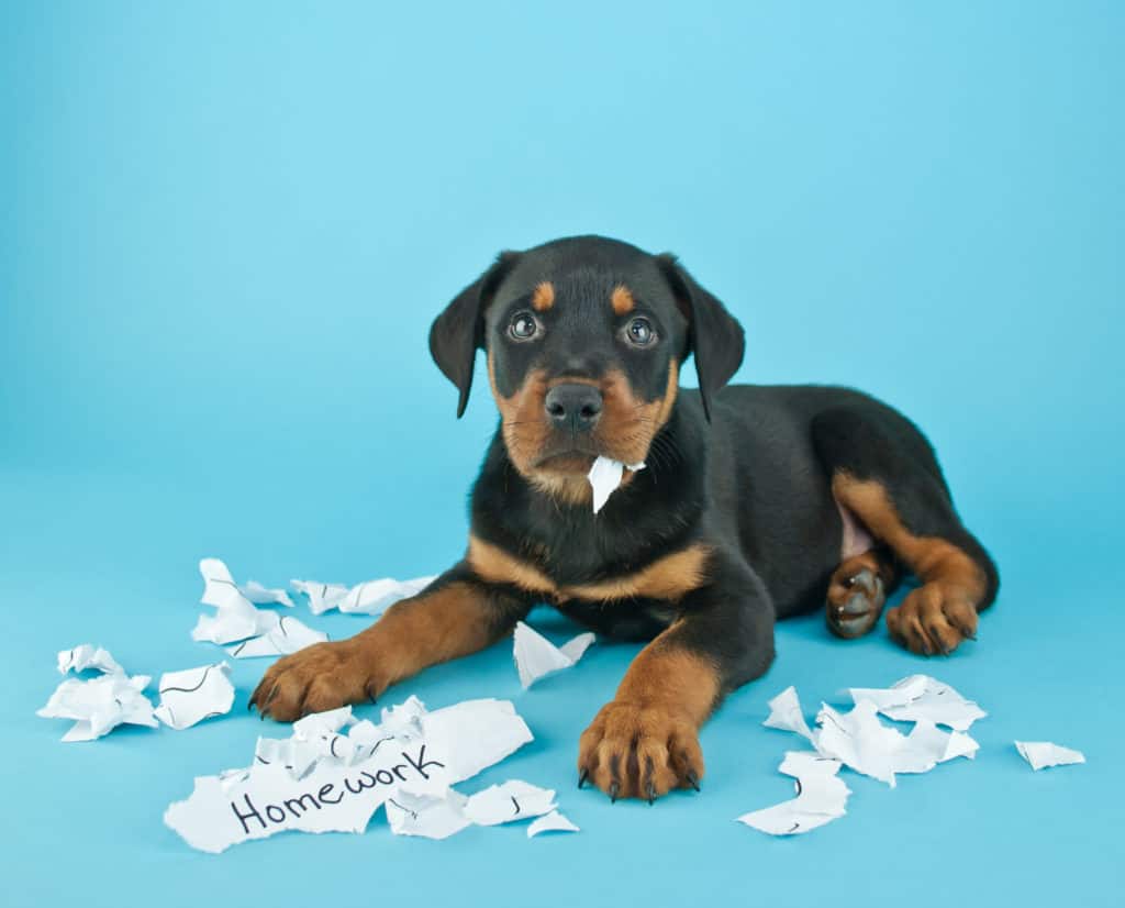 Why does my dog eat used tissues?