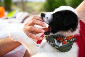 Cute puppy with Surf accessories playing with a men