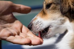 A dog is licking a human hand