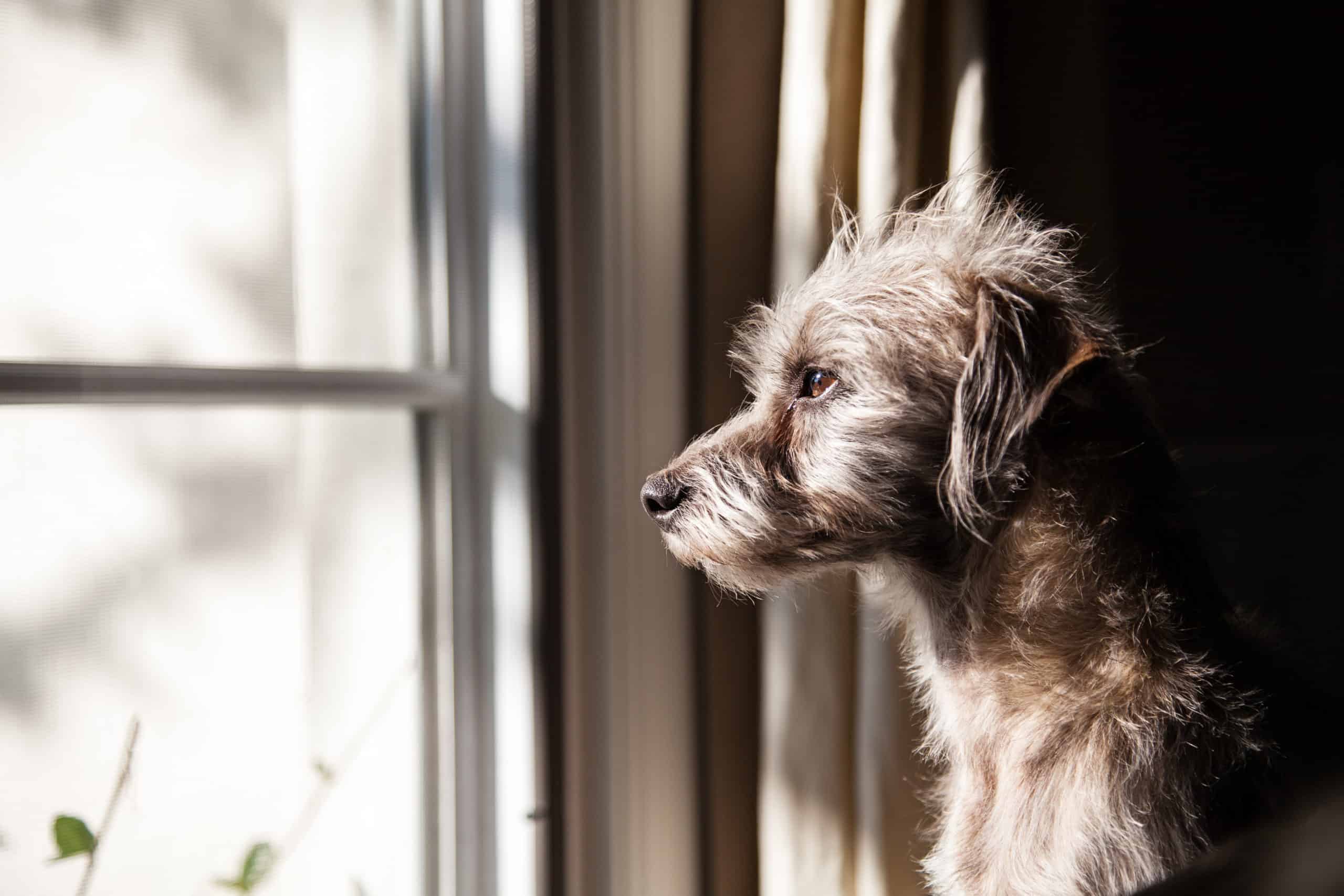 why do dogs like to look out windows