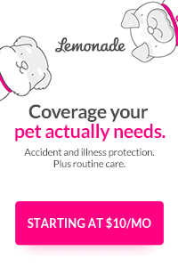 Link to get a dog insurance quote with Lemonade