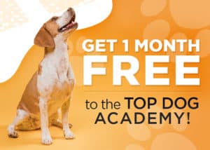 Top Dog Academy Banner