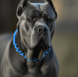 A Picture of a Blue Cane Corso