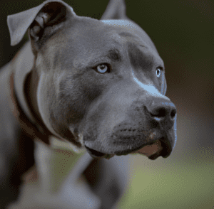 A Picture of a blue nose Pitbull