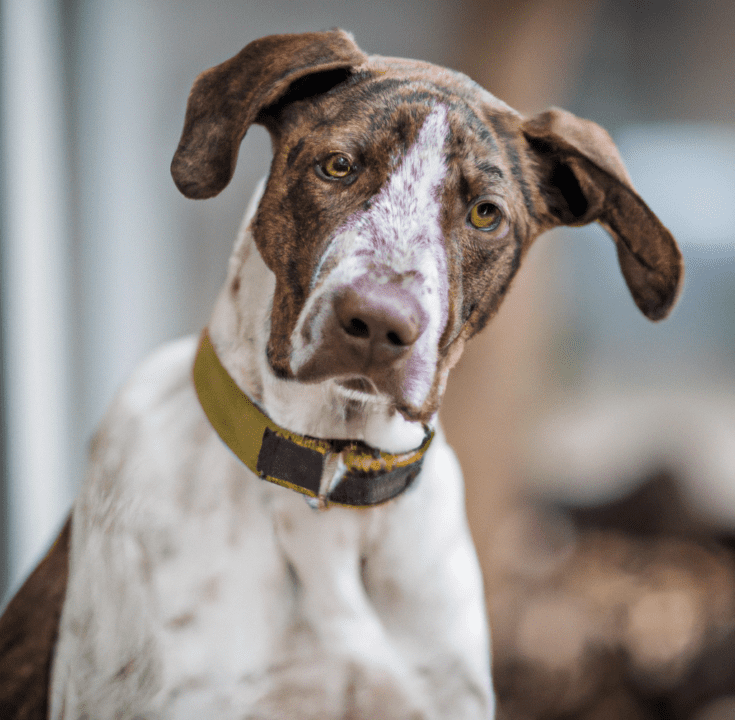 A Photo Of A Pointer Pitbull Mix 