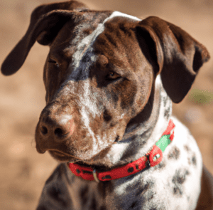 A picture of a Pitbull Pointer Mix