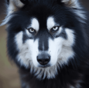 A picture of a black Husky