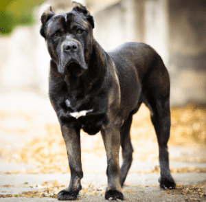 A picture of a standing Brindle Cane Corso