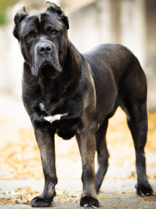 Brindle Cane Corso – All You Need to Know