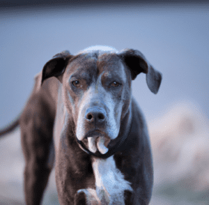An image of a Pitbull Pointer Mix