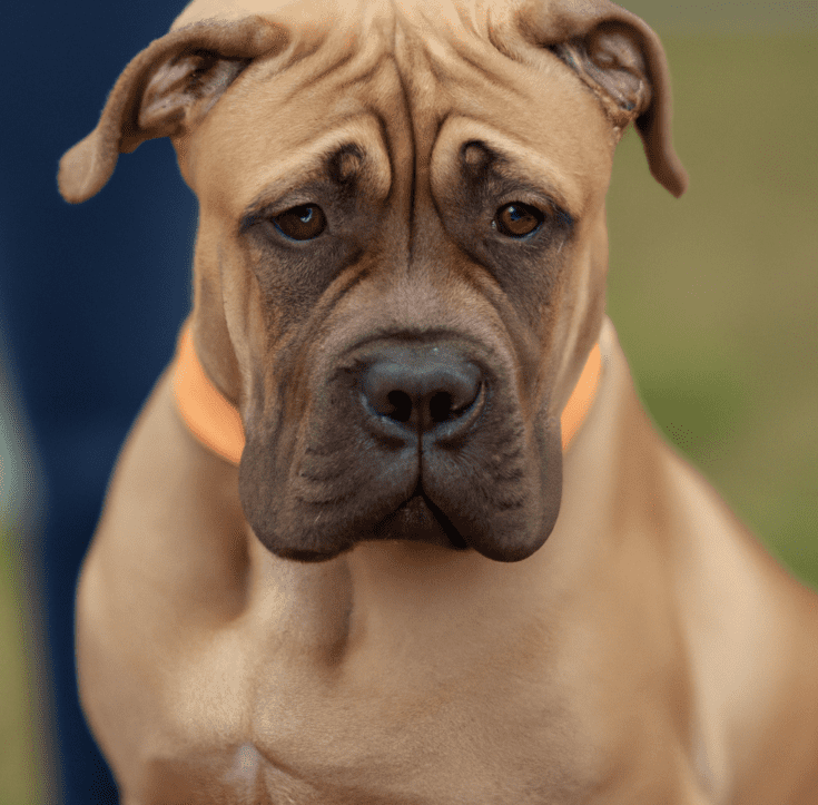 An image of a fawn Cane Corso Pet Dog Owner