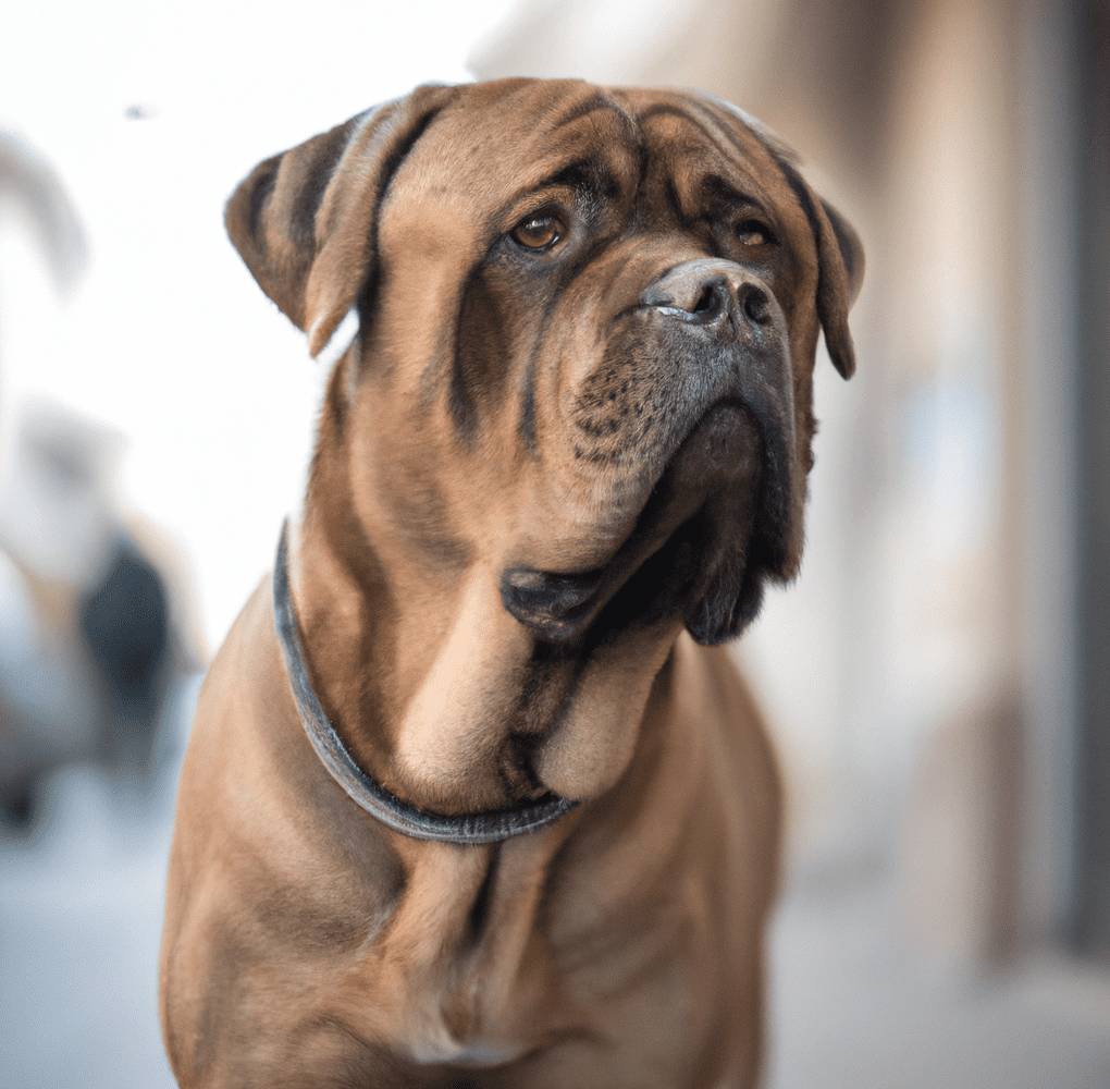 Μια εικόνα ενός κόκκινου Cane Corso