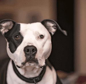 Image of a Black and white Pitbull