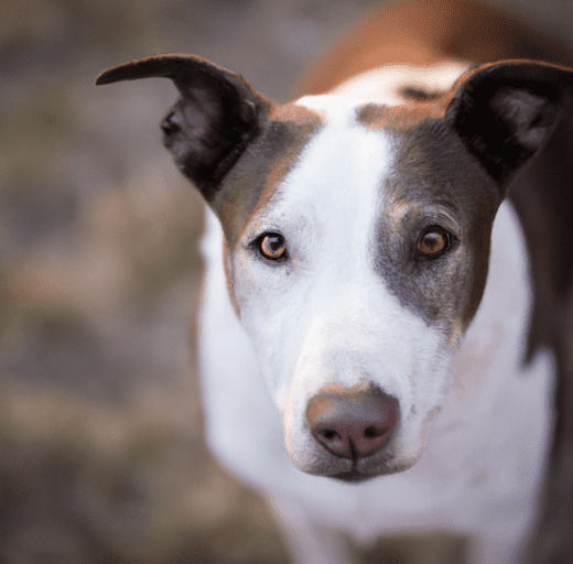 Image of a Border Collie Pitbull Mix | Pet Dog Owner