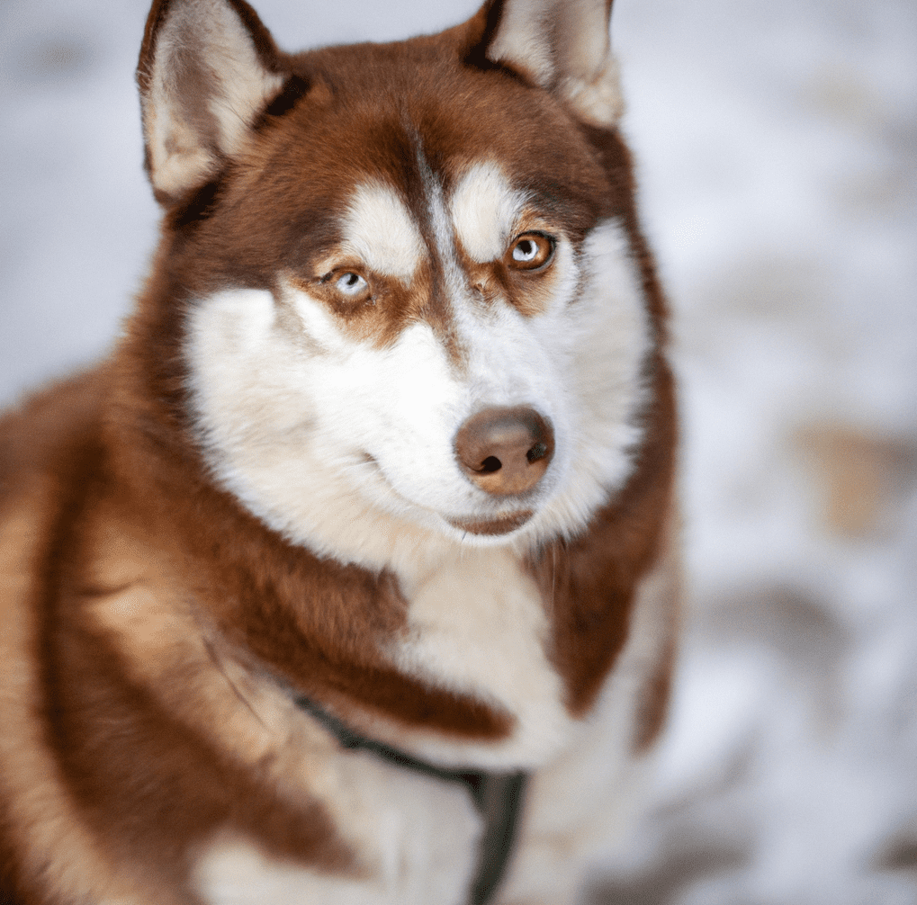 are brown huskies rare