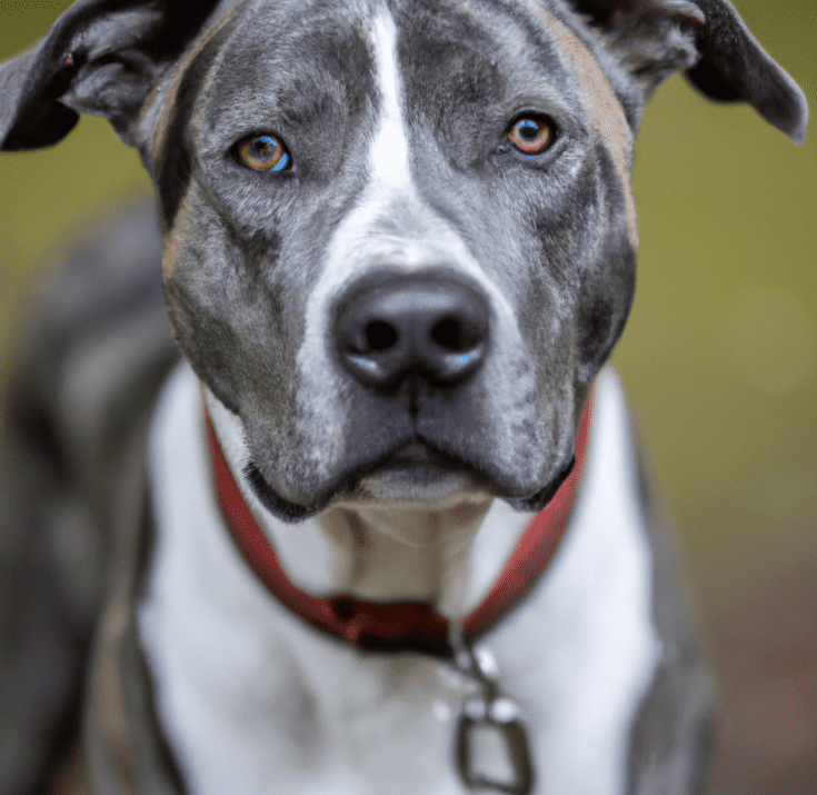 Image of a Catahoula Pitbull Mix | Pet Dog Owner