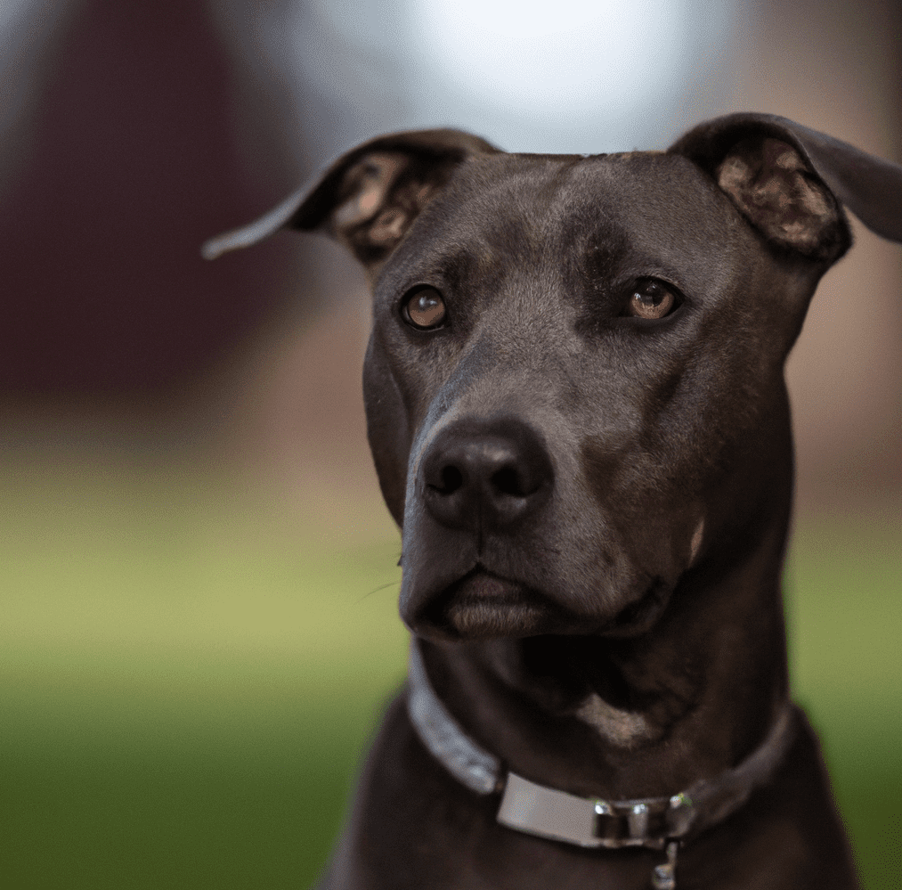 doberman mix with pitbull