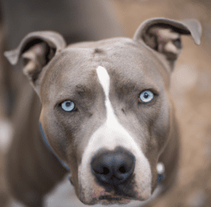 Image of a blue eyed pitbull