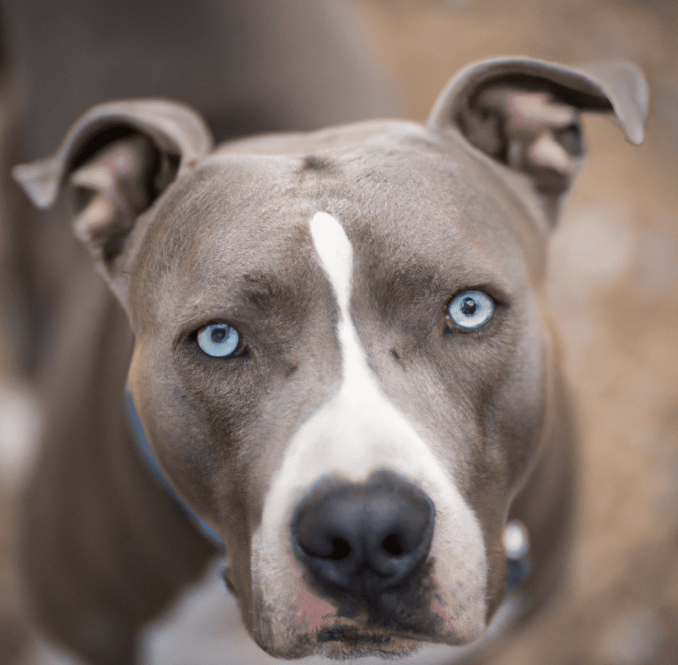 Image of a blue eyed pitbull | Pet Dog Owner