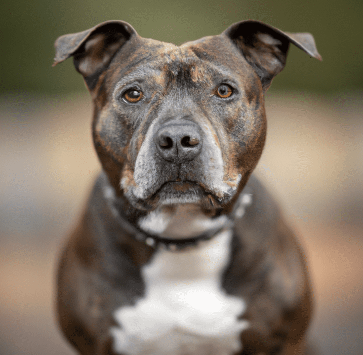 Image of a brindle Pitbull | Pet Dog Owner