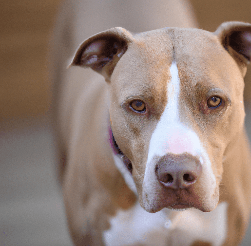 Image of a tan Pitbull | Pet Dog Owner