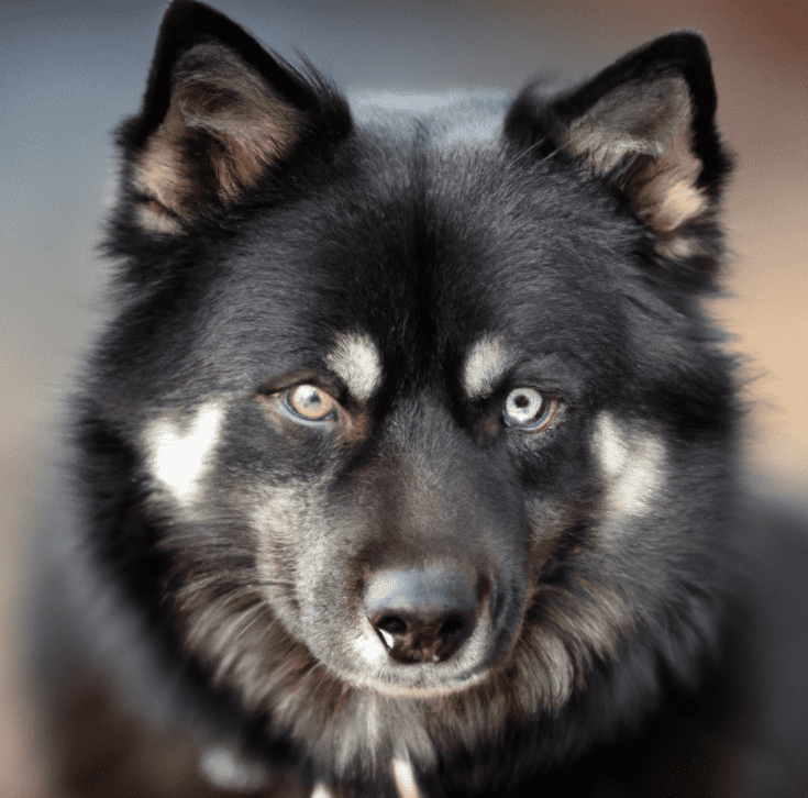 Image of an Agouti Husky | Pet Dog Owner