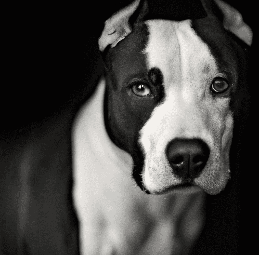 Photo of a Black and white Pitbull