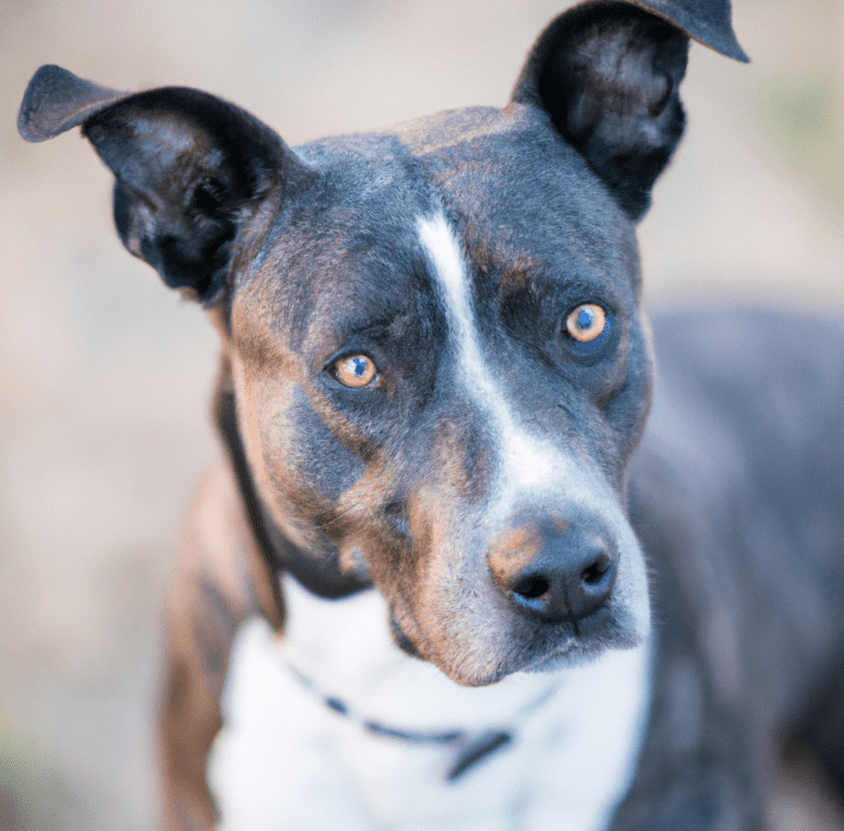 Photo of a Blue Heeler Pitbull Mix | Pet Dog Owner