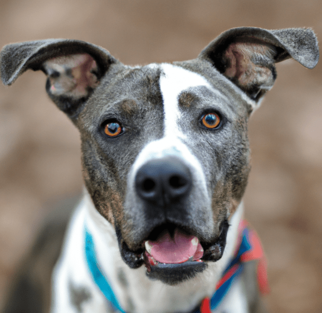 Photo of a Catahoula Pitbull Mix | Pet Dog Owner