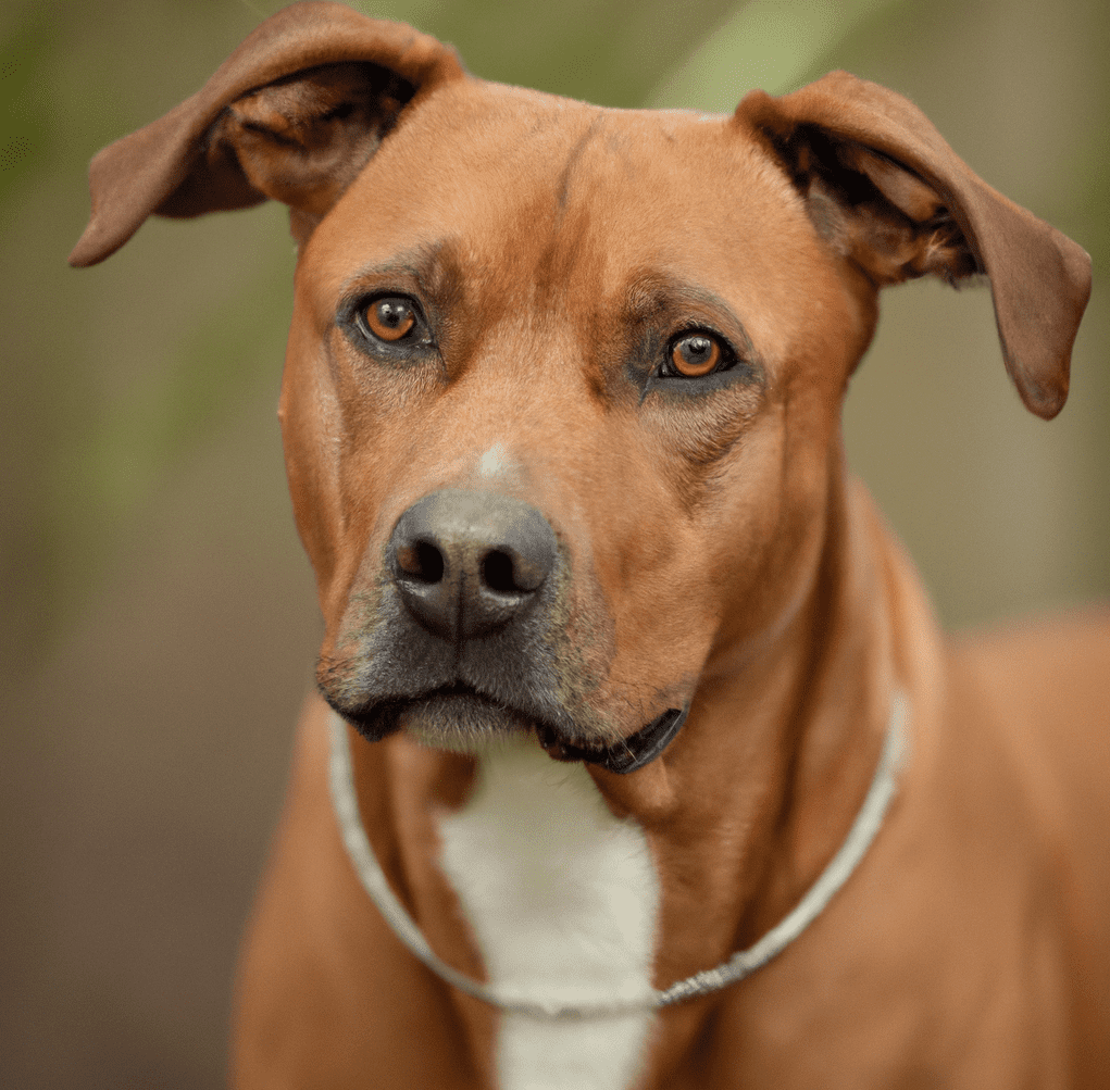 Rhodesian Ridgeback Red Nose Pitbull Mix