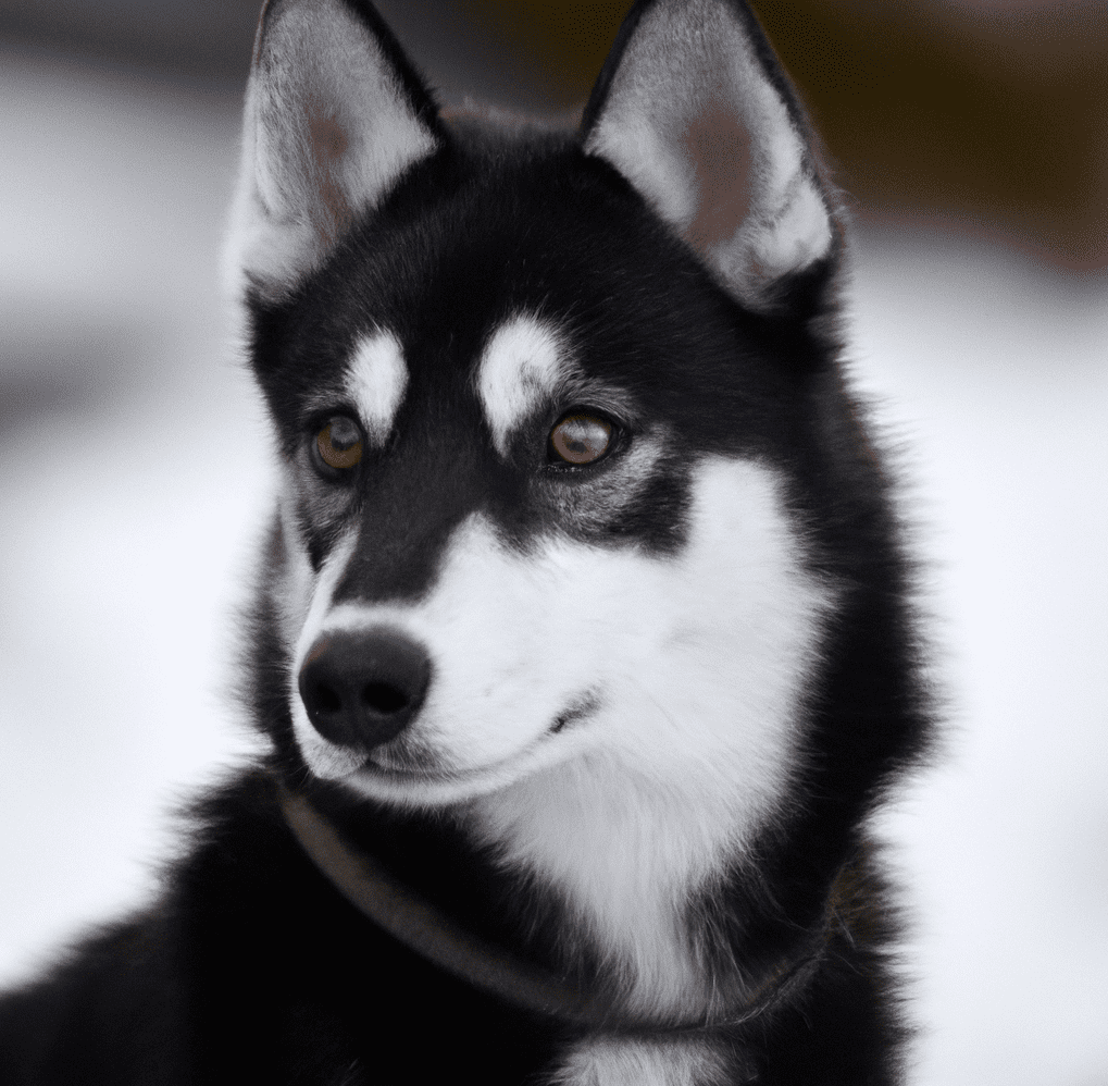 are black huskies rare