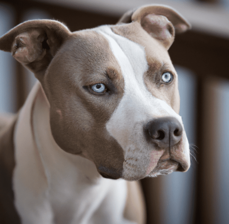 Photo of a blue eyed pitbull | Pet Dog Owner