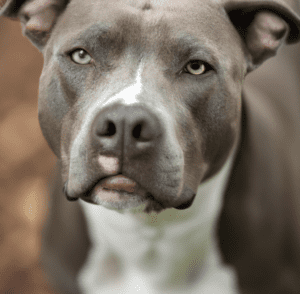 Photo of a blue nose pitbull
