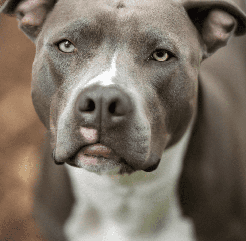 Photo of a blue nose pitbull | Pet Dog Owner