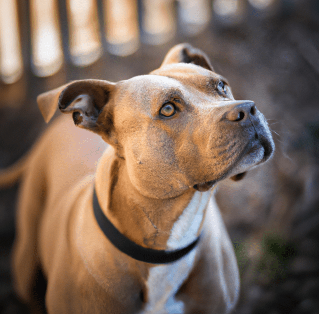 pitbull light tan