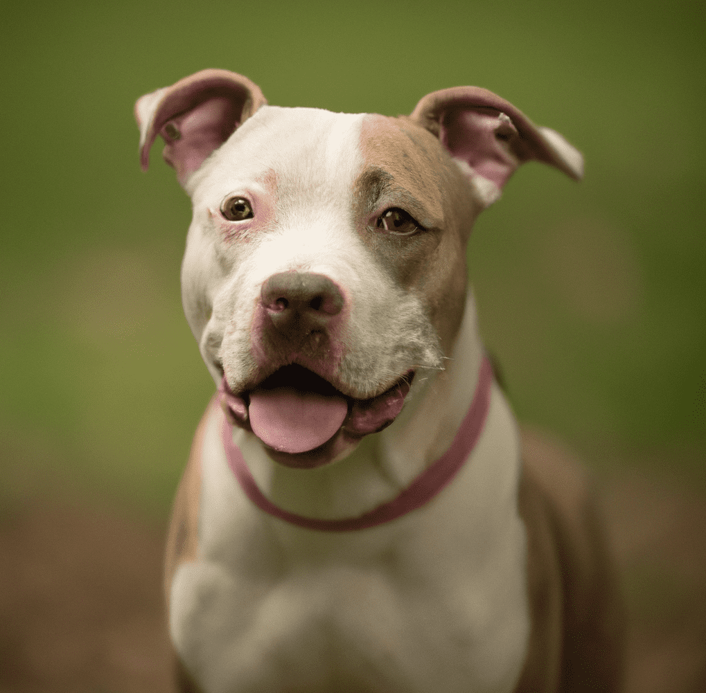 Photo of a tri color pitbull