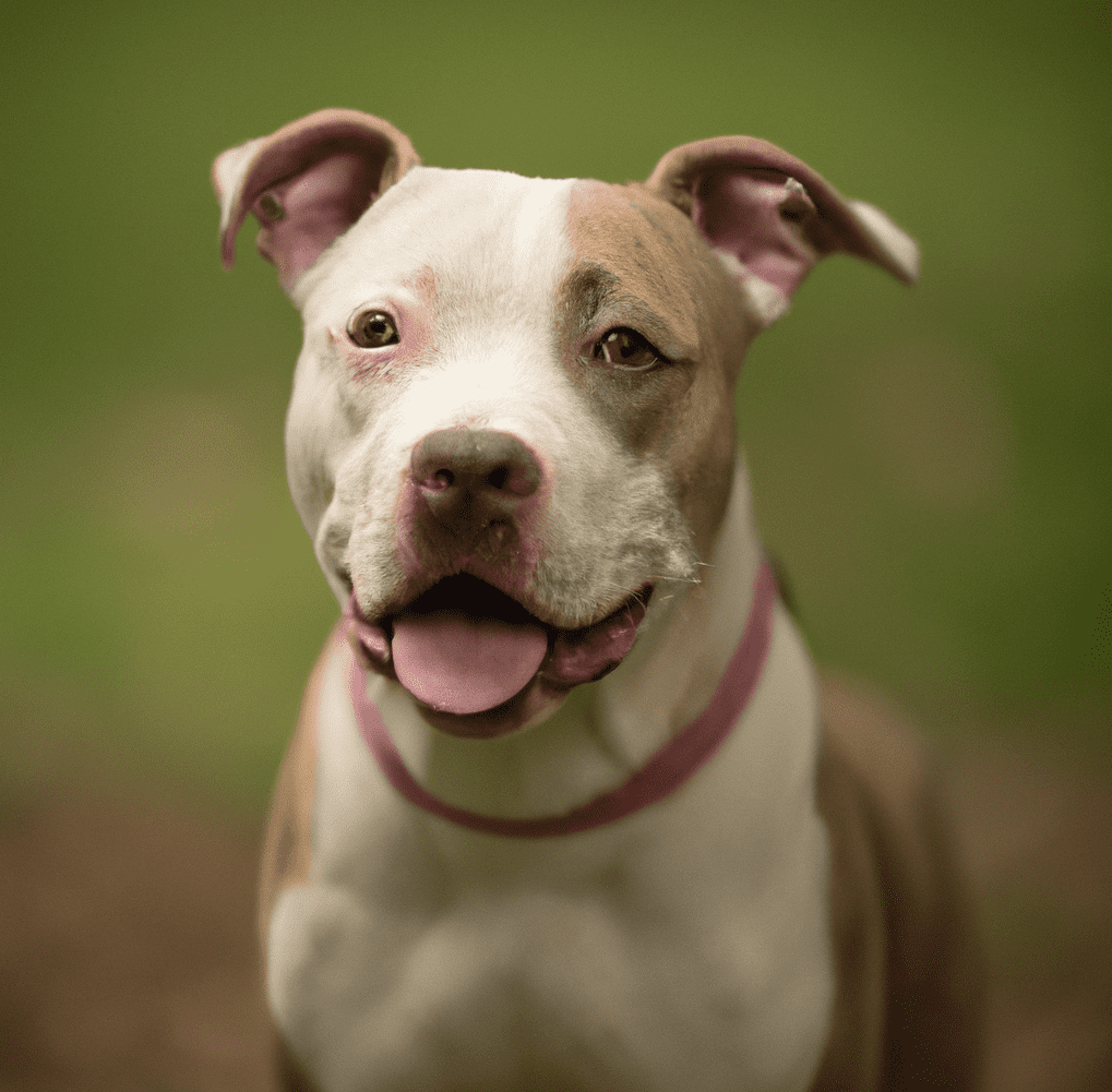 purple tri pitbulls